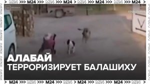 В Балашихе алабай нападает на домашних животных и пугает местных жителей