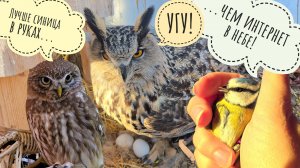 Сыч Лучик пришёл намекнуть, что пора ужинать. У совы Ёлки второе яйцо. У нас блокировки интернета