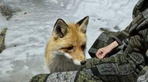 (1239) Лиса приходит в гости. Март 2026