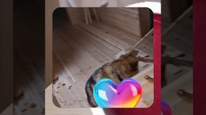 1000052213.mp4 (Собака наблюдает за устройством лестницы на 2-ой этаж в доме А-фрейм)