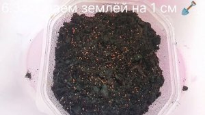 Сажаю миро-зелень 🌱😻🤭