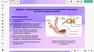 Нервная система