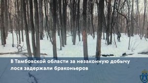 В Тамбовской области за незаконную добычу лося задержали браконьеров