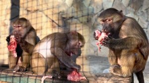 Люся, Маня, Стёпа знают закон!МЯСО любит ТИШИНУ! Гамадрил с мясом должен сидеть молча, а то ОТБЕРУТ!