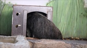 Муравьед Майя пьёт воду после завтрака и прогуливается по комнате 05.03.2026