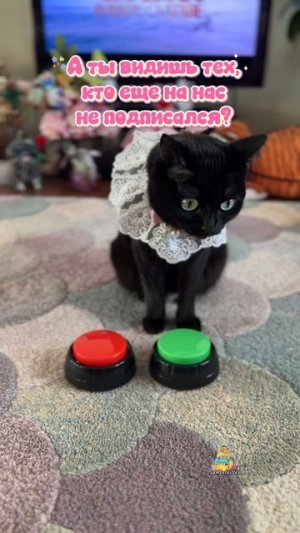 ПОДПИШИТЕСЬ!❤️СОНЯ ВСЕХ ВИДИТ!👀😸 #кошка #юмор #котики #животные