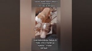 !ни одного отклика..! Неужели всё, это конец..!ИХ ТИХУЮ МОЛЬБУ НИКТО НЕ СЛЫШИТ