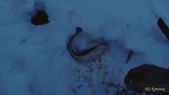 Налим на живца зимой. 6 сезон. 9 серия. (Он пришел!)