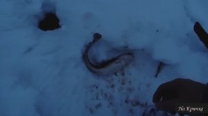 Налим на живца зимой. 6 сезон. 9 серия. (Он пришел!)