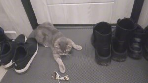 Играем с кошкой 😺