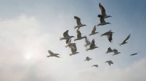 Dancing At A Distance — Lost 1986 Summer Disco Anthem (High Energy Euro Hit)