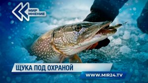 В Беларуси начал действовать запрет на ловлю щуки во время нереста