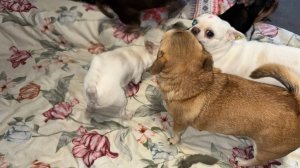 Всем очень доброго и очень веселого утречка.