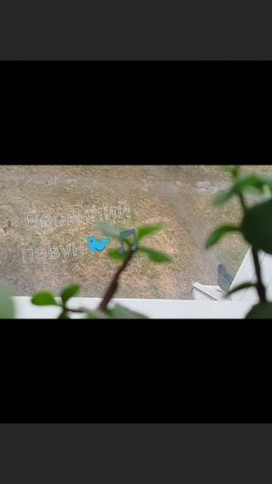 Весенний певун🐦 🎵