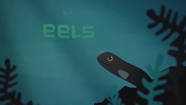 Eli The Eel_ A Mysterious Migration - James Prosek