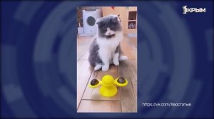 Клуб Шико. Выпуск про воробьев