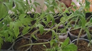 РЕЗУЛЬТАТЫ ПОСЕВА ПОМИДОРОВ в ТОРФОБРИКЕТЫ. #грунт #всходы #рассада #помидоры #томаты #посеврассады