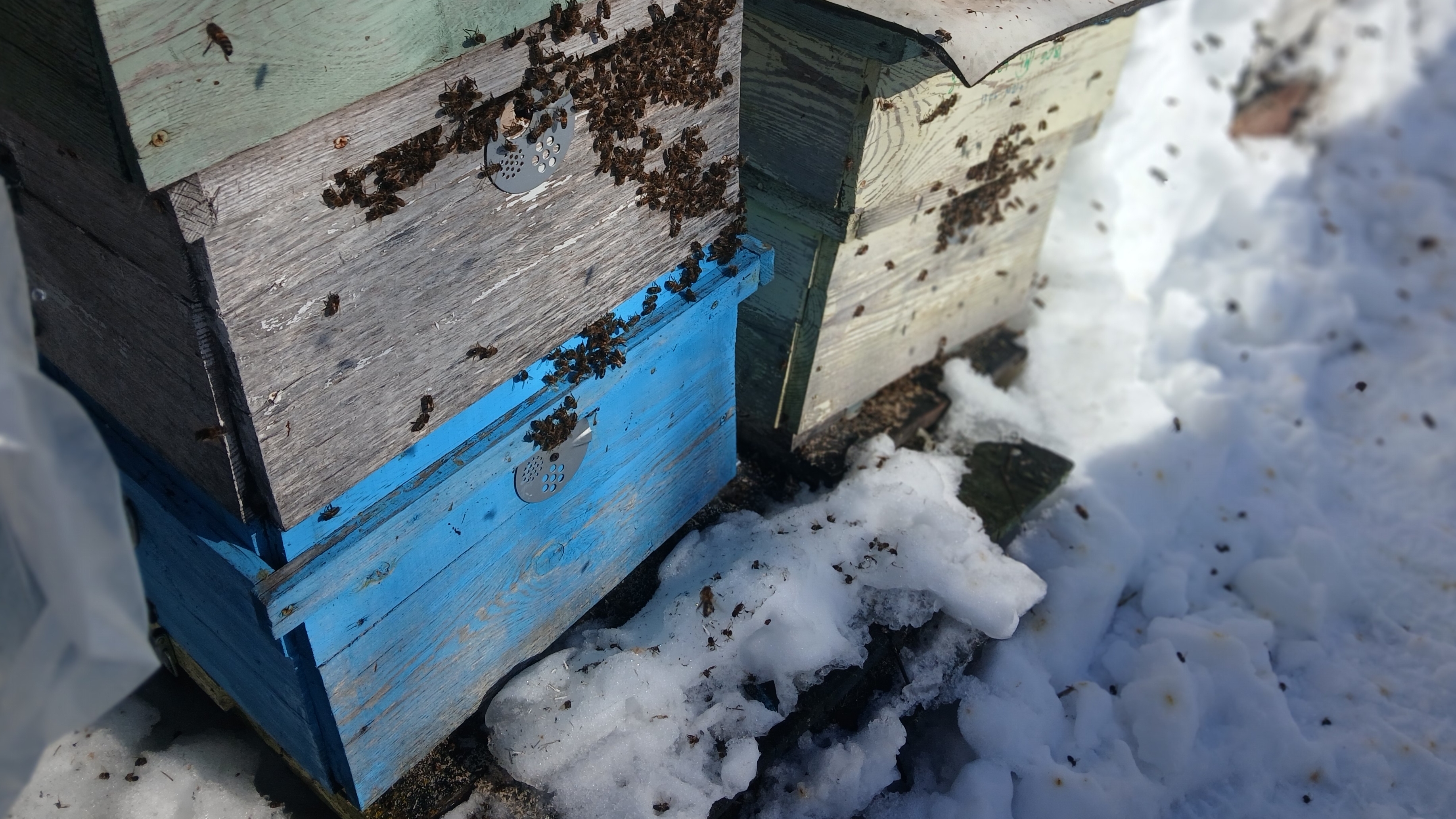 Кострома полетела. Облет основного точка. Пчелосезон 2026 открыт