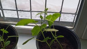 утро за окном