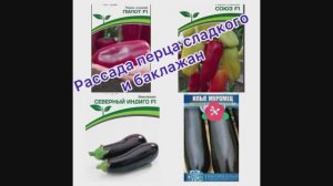 Рассада перца и баклажан. Посадка  10.03.26