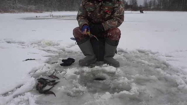 Рыбалка на ротана этой зимой 2026.