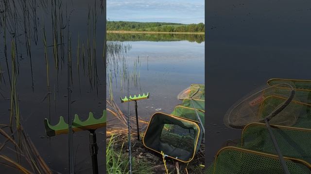 Поклёвки карася на фидер