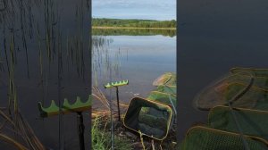 Поклёвки карася на фидер