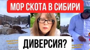 Точно ЦРУ что-то подсыпали...