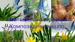 08.03.26 Дача Выборг.Композиция луковичных в кашпо.