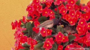 #Коран#АльБакъара#СамыеКрасивыеМеста#Relaxation##Islam#Quran#AlBaqarah'#Minshawiy #4кВидео#35часть#