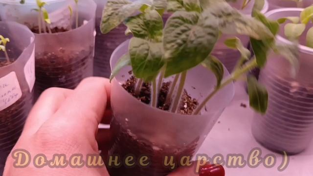 С такими сортами ТОМАТОВ вы не останетесь без урожая!