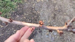 зацвели первоцветы, чем буду опрыскивать сад, приготовила паштет из куриной печени!