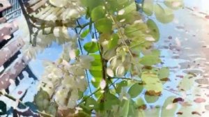 Как недавно это было - как давно Лариса Рубальская @TatyanaPogorelaya