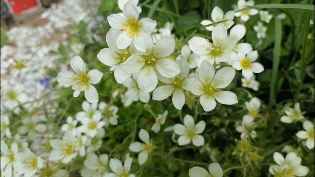 Ландшафтный дизайн Ланд&Шафт