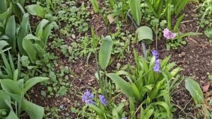 9-11 марта 2026. После дождя ☔ природа ожила! Утренние приятные заботы... Купила новую лаванду!