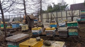 От этих действий зависит следующая зимовка