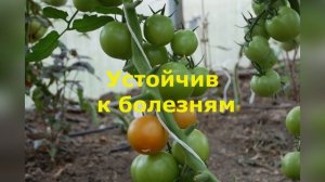 Самые урожайные и надёжные гибриды томатов от Гавриш, Партнер, Семко в моей теплице