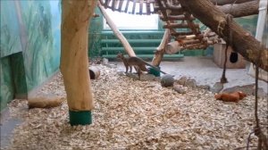 Фосса хочет общения 05.03.2026