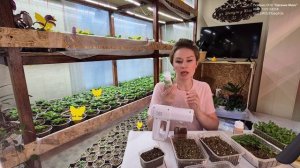 ОЧЕНЬ ОПАСНЫЙ МОМЕНТ С РАССАДОЙ.