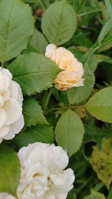 Новая #роза 'Космос' в нашем саду