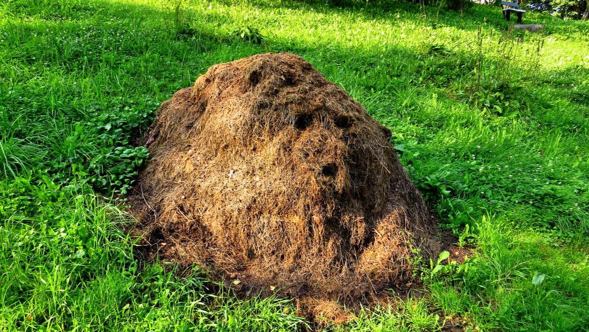 И снова о лете…