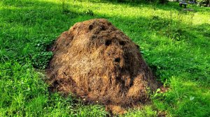 И снова о лете...