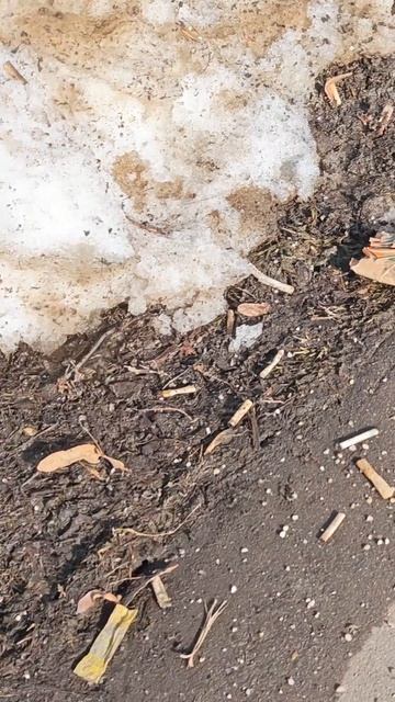 весна и мусор