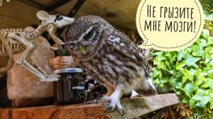 Уговариваю сову Ёлку поесть и погулять, пока я сижу с яйцами. Время чесания сыча Лучика