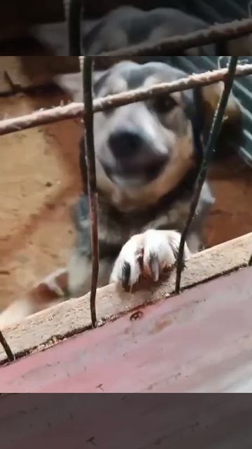 Уфа, Башкирия
Попал в отлов вот  такие собаки!😰Добрые и ласковые 
Пожалуйста, сделайте репост🙏