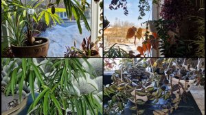 Быт и работа с домашними цветами. Полив пеллионий. Постригла фикус. Макулата и другие бегонии. ч 2