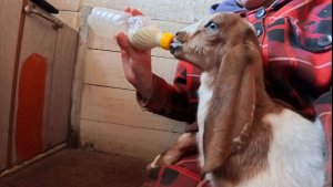 Так его!! Не прокараулить бы.