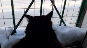 Мишка на окошке.