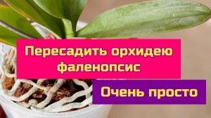 Пересадить орхидеи фаленопсис просто , кора и фитиль . Классическая посадка.