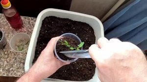 Работы с рассадой перцев в первые две недели